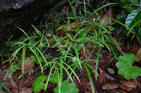 Pteris actiniopteroides